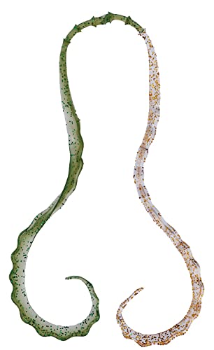 Gamakatsu Sakuragen 3D Soft Necktie 25 Clear Green Clear Gold-Kiichin - The #1 Place for Japanese Goods in Your Hand!