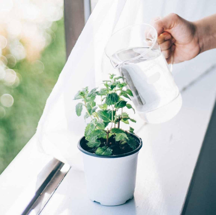 Hario 300Ml Tall Beaker Server Heat-Resistant Glass Made in Japan