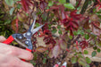 Ars Corp Fruit Thinning Shears L 300L (Boxed)-Kiichin - The #1 Place for Japanese Goods in Your Hand!