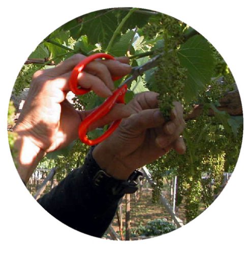 Chikamasa B-300S Professional Grape Shears 155mm-Kiichin - The #1 Place for Japanese Goods in Your Hand!