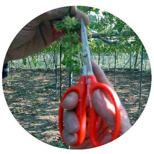 Chikamasa B-300S Professional Grape Shears 155mm-Kiichin - The #1 Place for Japanese Goods in Your Hand!