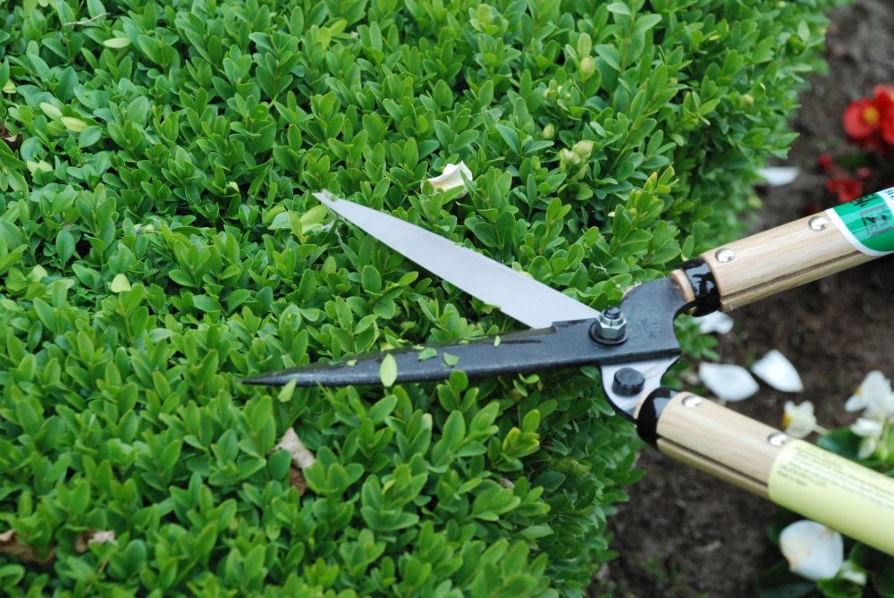 Okatsune 216 Hedge Shears Type 55 Short Handle - Japanese Quality Clippers
