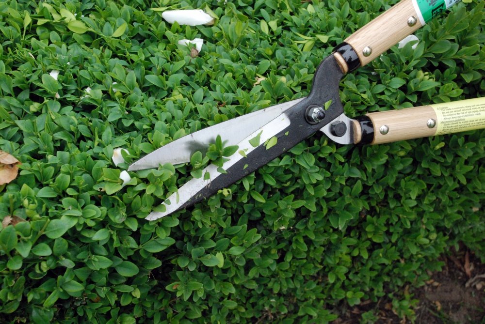 Okatsune 216 Hedge Shears Type 55 Short Handle - Japanese Quality Clippers