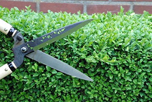 Okatsune 216 Hedge Shears Type 55 Short Handle - Japanese Quality Clippers
