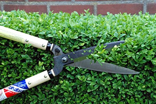 Okatsune 216 Hedge Shears Type 55 Short Handle - Japanese Quality Clippers