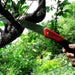 Ars Curve Saw Gr-17 Replaceable Saw Blade Type For Pruning Live Trees-Kiichin - The #1 Place for Japanese Goods in Your Hand!