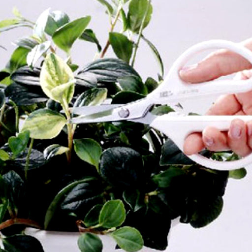 Ars Corporation Ars Nouveau White 3000-W-Kiichin - The #1 Place for Japanese Goods in Your Hand!